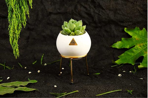 چاپ روی گلدان